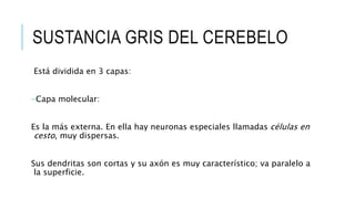 SUSTANCIA GRIS DEL CEREBELO
Está dividida en 3 capas:
-Capa molecular:
Es la más externa. En ella hay neuronas especiales llamadas células en
cesto, muy dispersas.
Sus dendritas son cortas y su axón es muy característico; va paralelo a
la superficie.
 