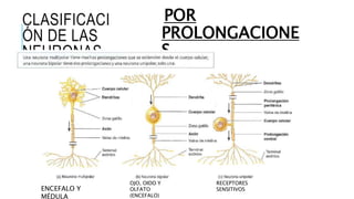 CLASIFICACI
ÓN DE LAS
NEURONAS
POR
PROLONGACIONE
S
ENCEFALO Y
MÉDULA
OJO, OIDO Y
OLFATO
(ENCEFALO)
RECEPTORES
SENSITIVOS
 