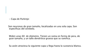 - Capa de Purkinje:
Son neuronas de gran tamaño, localizadas en una sola capa. Son
específicas del cerebelo.
Miden unas 60 de diámetro. Tienen un soma en forma de pera, de
gran tamaño, y un tallo dendrítico grueso que se ramifica.
Su axón atraviesa la siguiente capa y llega hasta la sustancia blanca.
 