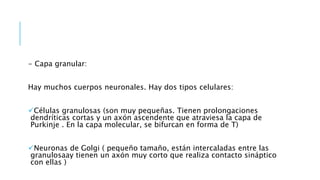 - Capa granular:
Hay muchos cuerpos neuronales. Hay dos tipos celulares:
Células granulosas (son muy pequeñas. Tienen prolongaciones
dendríticas cortas y un axón ascendente que atraviesa la capa de
Purkinje . En la capa molecular, se bifurcan en forma de T)
Neuronas de Golgi ( pequeño tamaño, están intercaladas entre las
granulosaay tienen un axón muy corto que realiza contacto sináptico
con ellas )
 