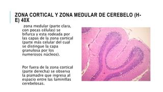 ZONA CORTICAL Y ZONA MEDULAR DE CEREBELO (H-
E) 40X
zona medular (parte clara,
con pocas células) se
bifurca y esta rodeada por
las capas de la zona cortical
(parte más celular del cual
se distingue la capa
granulosa por los
numerosos núcleos).
Por fuera de la zona cortical
(parte derecha) se observa
la piamadre que ingresa al
espacio entre las laminillas
cerebelosas.
 