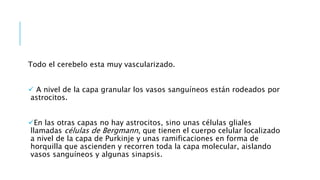Todo el cerebelo esta muy vascularizado.
 A nivel de la capa granular los vasos sanguíneos están rodeados por
astrocitos.
En las otras capas no hay astrocitos, sino unas células gliales
llamadas células de Bergmann, que tienen el cuerpo celular localizado
a nivel de la capa de Purkinje y unas ramificaciones en forma de
horquilla que ascienden y recorren toda la capa molecular, aislando
vasos sanguíneos y algunas sinapsis.
 