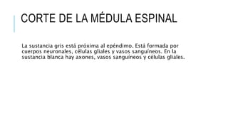 CORTE DE LA MÉDULA ESPINAL
La sustancia gris está próxima al epéndimo. Está formada por
cuerpos neuronales, células gliales y vasos sanguíneos. En la
sustancia blanca hay axones, vasos sanguíneos y células gliales.
 