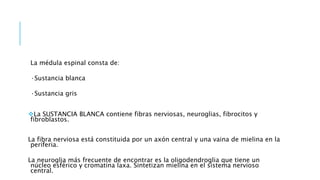 La médula espinal consta de:
·Sustancia blanca
·Sustancia gris
La SUSTANCIA BLANCA contiene fibras nerviosas, neuroglias, fibrocitos y
fibroblastos.
La fibra nerviosa está constituida por un axón central y una vaina de mielina en la
periferia.
La neuroglia más frecuente de encontrar es la oligodendroglia que tiene un
núcleo esférico y cromatina laxa. Sintetizan mielina en el sistema nervioso
central.
 