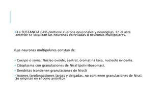 La SUSTANCIA GRIS contiene cuerpos neuronales y neuroglias. En el asta
anterior se localizan las neuronas estrelladas ó neuronas multipolares.
(Las neuronas multipolares constan de:
Cuerpo o soma: Núcleo ovoide, central, cromatina laxa, nucleolo evidente.
Citoplasma con granulaciones de Nissl (polirribosomas).
Dendritas (contienen granulaciones de Nissl)
Axones (prolongaciones largas y delgadas, no contienen granulaciones de Nissl.
Se originan en el cono axónico).
 