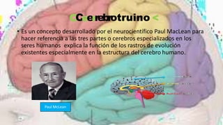 • Es un concepto desarrollado por el neurocientífico Paul MacLean para
hacer referencia a las tres partes o cerebros especializados en los
seres humanos explica la función de los rastros de evolución
existentes especialmente en la estructura del cerebro humano.
Paul McLean
CCeerrebrotruino <
 