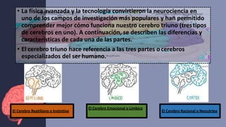 El Cerebro Racional o Neocórtex
El Cerebro Emocional o Límbico
• La física avanzada y la tecnología convirtieron la neurociencia en
uno de los campos de investigación más populares y han permitido
comprender mejor cómo funciona nuestro cerebro triuno (trestipos
de cerebros en uno). A continuación, se describen las diferencias y
características de cada una de las partes.
• El cerebro triuno hace referencia a las tres partes ocerebros
especializados del ser humano.
El Cerebro Reptiliano o Instintivo
 