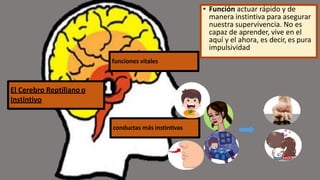 • Función actuar rápido y de
manera instintiva para asegurar
nuestra supervivencia. No es
capaz de aprender, vive en el
aquí y el ahora, es decir, es pura
impulsividad
El Cerebro Reptiliano o
Instintivo
funciones vitales
conductas más instintivas
 