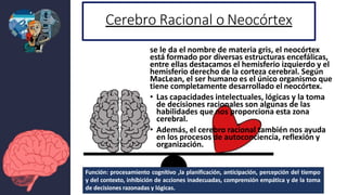 Cerebro Racional o Neocórtex
se le da el nombre de materia gris, el neocórtex
está formado por diversas estructuras encefálicas,
entre ellas destacamos el hemisferio izquierdo y el
hemisferio derecho de la corteza cerebral. Según
MacLean, el ser humano es el único organismo que
tiene completamente desarrollado el neocórtex.
• Las capacidades intelectuales, lógicas y la toma
de decisiones racionales son algunas de las
habilidades que nos proporciona esta zona
cerebral.
• Además, el cerebro racional también nos ayuda
en los procesos de autoconciencia, reflexión y
organización.
Función: procesamiento cognitivo ,la planificación, anticipación, percepción del tiempo
y del contexto, inhibición de acciones inadecuadas, comprensión empática y de la toma
de decisiones razonadas y lógicas.
 