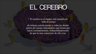 EL CEREBRO
• El cerebro es el órgano más mandón de
todo el cuerpo:
da órdenes prácticamente a todas las demás
partes del cuerpo indicándoles qué tienen qué
hacer, constantemente, independientemente
de que tú seas consciente de ello o no.
 