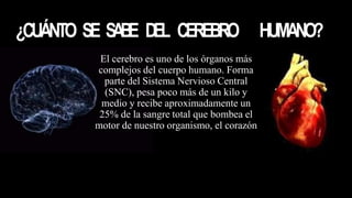 ¿CUÁNTO SE SABE DEL CEREBRO HUMANO?
El cerebro es uno de los órganos más
complejos del cuerpo humano. Forma
parte del Sistema Nervioso Central
(SNC), pesa poco más de un kilo y
medio y recibe aproximadamente un
25% de la sangre total que bombea el
motor de nuestro organismo, el corazón
 