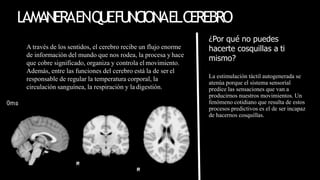 LAMANERAENQUEFUNCIONAELCEREBRO
¿Por qué no puedes
hacerte cosquillas a ti
mismo?
La estimulación táctil autogenerada se
atenúa porque el sistema sensorial
predice las sensaciones que van a
producirnos nuestros movimientos. Un
fenómeno cotidiano que resulta de estos
procesos predictivos es el de ser incapaz
de hacernos cosquillas.
A través de los sentidos, el cerebro recibe un flujo enorme
de información del mundo que nos rodea, la procesa y hace
que cobre significado, organiza y controla el movimiento.
Además, entre las funciones del cerebro está la de ser el
responsable de regular la temperatura corporal, la
circulación sanguínea, la respiración y la digestión.
 