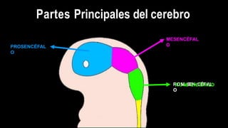 Partes Principales del cerebro
R
R
O
O
M
M
B
B
E
E
N
N
C
C
É
É
F
F
A
A
L
L
O
O
MESENCÉFAL
O
PROSENCÉFAL
O
 