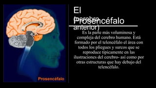 El
Prosencéfalo
(cerebro
anterior)
Es la parte más voluminosa y
compleja del cerebro humano. Está
formado por el telencéfalo el área con
todos los pliegues y surcos que se
reproduce típicamente en las
ilustraciones del cerebro- así como por
otras estructuras que hay debajo del
telencéfalo.
 