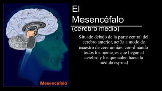 El
Mesencéfalo
(cerebro medio)
Situado debajo de la parte central del
cerebro anterior, actúa a modo de
maestro de ceremonias, coordinando
todos los mensajes que llegan al
cerebro y los que salen hacia la
médula espinal
 