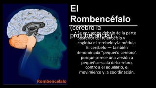 El
Rombencéfalo
(cerebro la
protuberancia)
• Se encuentra debajo de la parte
posterior del telencéfalo y
engloba el cerebelo y la médula.
El cerebelo — también
denominado “pequeño cerebro”,
porque parece una versión a
pequeña escala del cerebro,
controla el equilibrio, el
movimiento y la coordinación.
 