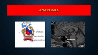 ANATOMIAANATOMIA
 