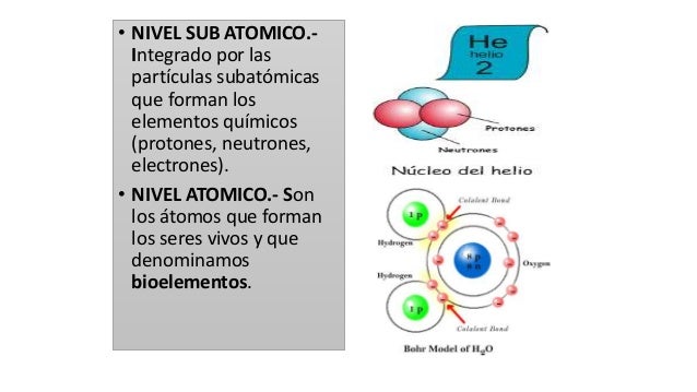 niveles de organización