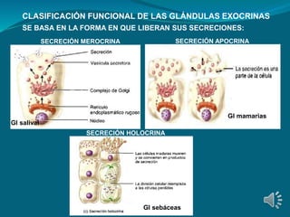clase nivel tisular parte 1.pptx