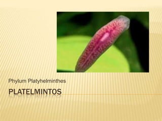 PLATELMINTOS
Phylum Platyhelminthes
 