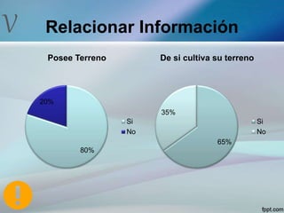 V Relacionar Información
80%
20%
Posee Terreno
Si
No
65%
35%
De si cultiva su terreno
Si
No
 