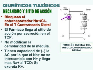 • Bloquean el
cotransportador Na+/Cl-.
En el T Contorneado Distal
• El Fármaco llega al sitio de
acción por secreción en el
TCP.
• No modifican la
osmolaridad de la médula.
• Tienen capacidad de (–) la
AC por lo que el Na+ no se
intercambia con H+ y llega
mas Na+ al TCD: Se
excreta K+.

x

PORCIÓN INICIAL DEL
TÚBULO CONTORNEADO
DISTAL

 