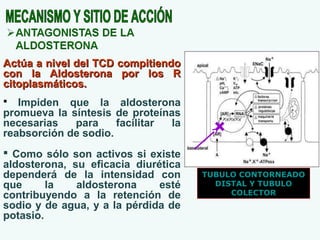 Actúa a nivel del TCD compitiendo
con la Aldosterona por los R
citoplasmáticos.
Impiden que la aldosterona
promueva la síntesis de proteínas
necesarias
para
facilitar
la
reabsorción de sodio.


 Como sólo son activos si existe
aldosterona, su eficacia diurética
dependerá de la intensidad con
que
la
aldosterona
esté
contribuyendo a la retención de
sodio y de agua, y a la pérdida de
potasio.

TUBULO CONTORNEADO
DISTAL Y TUBULO
COLECTOR

 