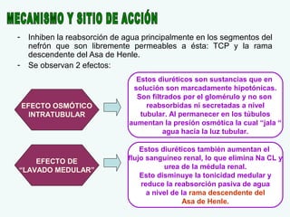-

Inhiben la reabsorción de agua principalmente en los segmentos del
nefrón que son libremente permeables a ésta: TCP y la rama
descendente del Asa de Henle.
Se observan 2 efectos:

EFECTO OSMÓTICO
INTRATUBULAR

EFECTO DE
“LAVADO MEDULAR”

Estos diuréticos son sustancias que en
solución son marcadamente hipotónicas.
Son filtrados por el glomérulo y no son
reabsorbidas ni secretadas a nivel
tubular. Al permanecer en los túbulos
aumentan la presión osmótica la cual “jala “
agua hacia la luz tubular.
Estos diuréticos también aumentan el
flujo sanguíneo renal, lo que elimina Na CL y
urea de la médula renal.
Esto disminuye la tonicidad medular y
reduce la reabsorción pasiva de agua
a nivel de la rama descendente del
Asa de Henle.

 