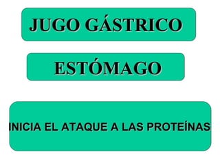 JUGO GÁSTRICOJUGO GÁSTRICO
ESTÓMAGOESTÓMAGO
INICIA EL ATAQUE A LAS PROTEÍNASINICIA EL ATAQUE A LAS PROTEÍNAS
 