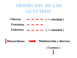 ABSORCION DE LOS
GLUCIDOS
Malabsorción y diarreasDisacaridasas
( Lactasa )
Glucosa
Fructuosa
Galactosa
( < velocidad )
( > velocidad )
 