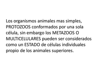 Los organismos animales mas simples,
PROTOZOOS conformados por una sola
célula, sin embargo los METAZOOS O
MULTICELULARES pueden ser considerados
como un ESTADO de células individuales
propio de los animales superiores.
 