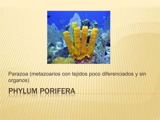 Parazoa (metazoarios con tejidos poco diferenciados y sin
organos)

PHYLUM PORIFERA

 