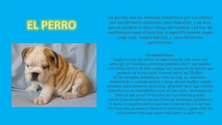 Los perros, son los animales domésticos por excelencia, 
son comúnmente utilizados como mascotas, y se dice 
que es siempre el mejor amigo del hombre. Los hay de 
muchísimas razas diferentes, y específicamente según 
cada raza, tendrá hábitos, y características 
particulares. 
Características: 
Según la raza del perro, su esperanza de vida varía, sin 
embargo, en términos generales podemos decir, que pueden 
vivir entre los 8 y 15 años, aunque hay registros de perros que 
gozando de buena salud vivieron hasta los 29 años. 
Al ser animales domésticos, toda su vida, su desarrollo, 
alimentación y cuidado estará a cargo de sus dueños, siendo 
animales esencialmente carnívoros, podemos decir que existen 
alimentos no recomendables como el chocolate, los huesos de 
pollo ya que al ser triturados por sus dientes pueden 
convertirse en astillas que perforen su estomago, golosinas y 
la leche en aquellos perros que son intolerantes a la lactosa. 
Por todo ello es esencial llevarlo al veterinario, quien dará las 
indicaciones precisas según cada perro y cada raza. 
 
