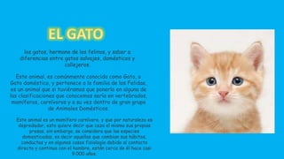Este animal, es comúnmente conocido como Gato, o 
Gato doméstico, y pertenece a la familia de los Felidae, 
es un animal que si tuviéramos que ponerlo en alguna de 
las clasificaciones que conocemos sería en vertebrados, 
mamíferos, carnívoros y a su vez dentro de gran grupo 
de Animales Domésticos. 
Este animal es un mamífero carnívoro, y que por naturaleza es 
depredador, esto quiere decir que caza el mismo sus propias 
presas, sin embargo, se considera que las especies 
domesticadas, es decir aquellas que cambian sus hábitos, 
conductas y en algunos casos fisiología debido al contacto 
directo y continuo con el hombre, están cerca de él hace casi 
9.000 años. 
 