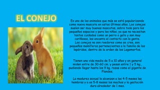 Es uno de los animales que más se está popularizando 
como nueva mascota en estos últimos años. Los conejos 
suelen ser muy buenas mascotas, sobre todo para los 
pequeños espacios y para los niños, ya que no necesitan 
tantos cuidados como un perro o gato y son muy 
cariñosos, les encanta el contacto con la gente. 
Los conejos no son roedores como se cree, son 
pequeños mamíferos pertenecientes a la familia de los 
lepóridos, dentro de la orden de los Lagomorfos. 
Tienen una vida media de 5 a 10 años y en general 
miden entre de 30-60 cm. y pesan entre 1 y 5 kg., 
pudiendo llegar hasta los 9 kg. razas como el gigante de 
Flandes. 
La madurez sexual la alcanzan a los 4-5 meses las 
hembras y a os 5-8 meses los machos y la gestación 
dura alrededor de 1 mes. 
