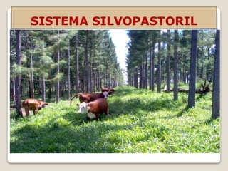 SISTEMA SILVOPASTORIL
 