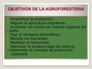  Diversificar la producción.
 Mejorar la agricultura migratoria.
 Aumentar los niveles de materia orgánica del
suelo.
 Fijar el nitrógeno atmosférico.
 Reciclar los nutrientes.
 Modificar el microclima.
 Optimizar la productividad del sistema
respetando el concepto de producción
sostenible.
OBJETIVOS DE LA AGROFORESTERIA
 