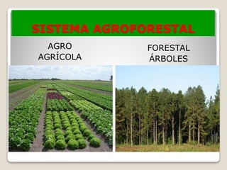 SISTEMA AGROFORESTAL
AGRO
AGRÍCOLA
FORESTAL
ÁRBOLES
 