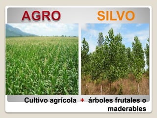 Cultivo agrícola + árboles frutales o
maderables
SILVO
 