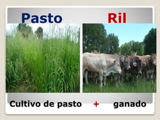 Cultivo de pasto + ganado
Pasto Ril
 