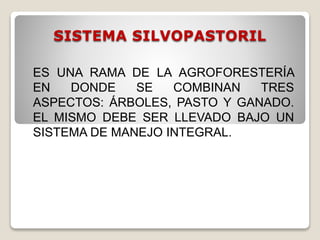 SISTEMA SILVOPASTORIL
ES UNA RAMA DE LA AGROFORESTERÍA
EN DONDE SE COMBINAN TRES
ASPECTOS: ÁRBOLES, PASTO Y GANADO.
EL MISMO DEBE SER LLEVADO BAJO UN
SISTEMA DE MANEJO INTEGRAL.
 