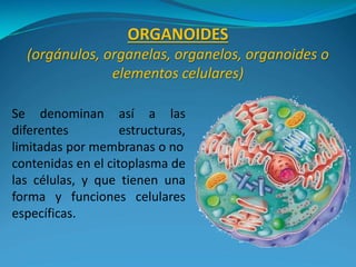 Clase organoides prof. capobianco | PPTX