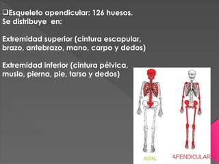 Esqueleto apendicular: 126 huesos.
Se distribuye en:
Extremidad superior (cintura escapular,
brazo, antebrazo, mano, carpo y dedos)
Extremidad inferior (cintura pélvica,
muslo, pierna, pie, tarso y dedos)
 