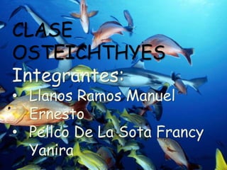 CLASE
OSTEICHTHYES
Integrantes:
• Llanos Ramos Manuel
Ernesto
• Pellco De La Sota Francy
Yanira
 