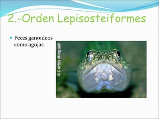 2.-Orden Lepisosteiformes
 Peces ganoideos
como agujas.
 