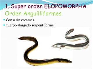 1. Super orden ELOPOMORPHA
Orden Anguilliformes
 Con o sin escamas.
 cuerpo alargado serpentiforme.
 