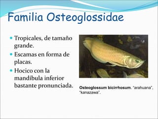 Familia Osteoglossidae
 Tropicales, de tamaño
grande.
 Escamas en forma de
placas.
 Hocico con la
mandíbula inferior
bastante pronunciada. Osteoglossum bicirrhosum. “arahuana”,
“kanazawa”.
 