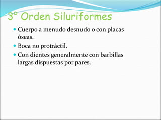 3° Orden Siluriformes
 Cuerpo a menudo desnudo o con placas
óseas.
 Boca no protráctil.
 Con dientes generalmente con barbillas
largas dispuestas por pares.
 