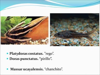  Platydoras costatus. ”rego”.
 Doras punctatus. “pirillo”.
 Massar ucayalensis. “chanchito”.
 