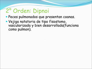 2° Orden: Dipnoi
 Peces pulmonados que presentan coanas.
 Vejiga natatoria de tipo fisostomo,
vascularizada y bien desarrollada(funciona
como pulmon).
 